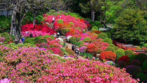 Alamy Azaleas bloom in vibrant shades of pink and red from early April to early May (Credit: Alamy)