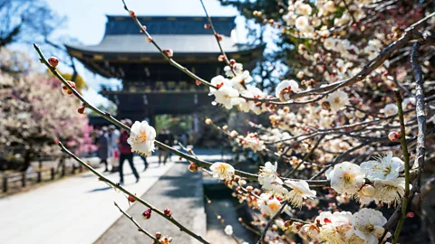 Alamy Plum blossoms bloom before sakura, and draw less crowds (Credit: Alamy)