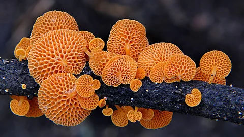 Alamy The orange ping pong bat fungus has made its way from Madagascar to Dorset, in the south of the UK (Credit: Alamy)