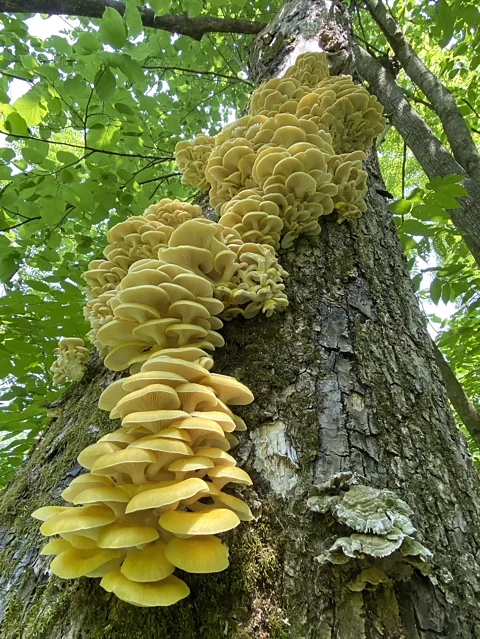 Aishwarya Veerabahu The golden oyster mushroom is prolific, and grows in copious clusters (Credit: Aishwarya Veerabahu)