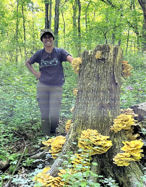 Aishwarya Veerabahu Aishwarya Veerabahu is researching the impact of the golden oyster mushroom on forest ecosystems (Credit: Aishwarya Veerabahu)