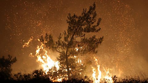 A tree swaying with embers floating around it as fire rages beneath it