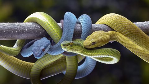 Yellow, blue and green snakes wrapped around a branch