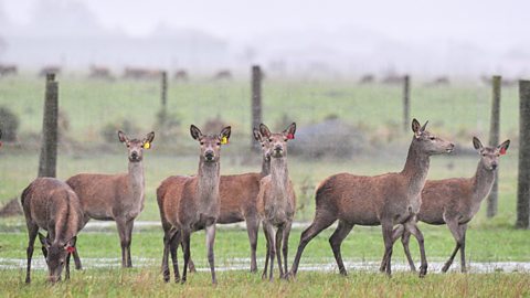 Several deer stare at the camera from a rain-sodden flooded field in New Zealand