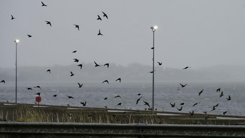 Birds fly along the Canso Causeway as wind and rain from Post-Tropical Storm Fiona hit the region on September 24, 2022 in Port Hastings, Nova Scotia, Canada.