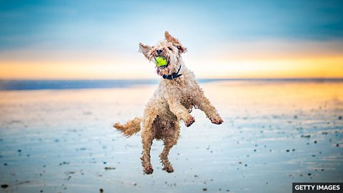 Mixed-breed dogs more badly behaved, vets warn 兽医警告：杂交犬更易出现不良行为