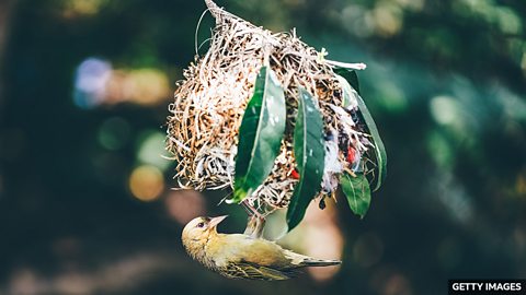 Do birds build their homes like humans? 鸟类筑巢是否与人类的建筑方式相似？