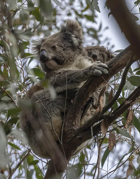 Ana Norman Bermudez A koala joey peers out from behind its mother in the treetops of the Koala Sanctuary (Credit: Ana Norman Bermudez)