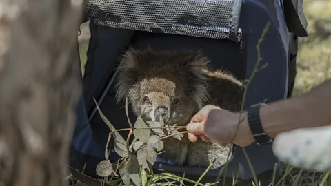 Ana Norman Bermudez Using eucalyptus leaves, researchers encourage a koala to come out of her crate after a health check-up (Credit: Ana Norman Bermudez)