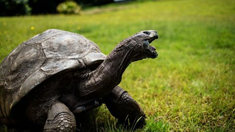 An image of Jonathan the giant tortoise - believed to be the oldest in the world