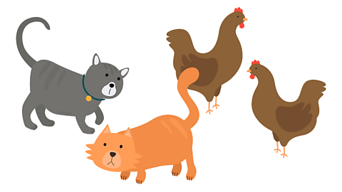 Cats and hens.