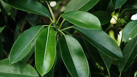 Image of a rubber tree which are dark green leaves growing. 