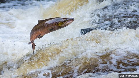 Data shows decline in migratory fish populations 数据显示洄游鱼类种群数量下降