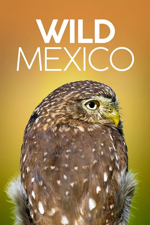 Wild Mexico