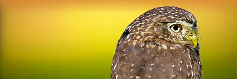 Wild Mexico Season 1