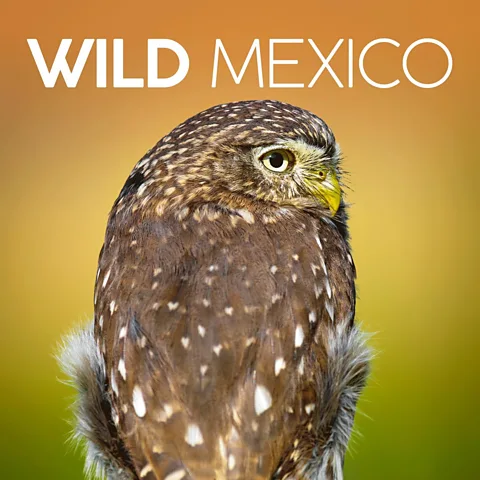 Wild Mexico Season 1