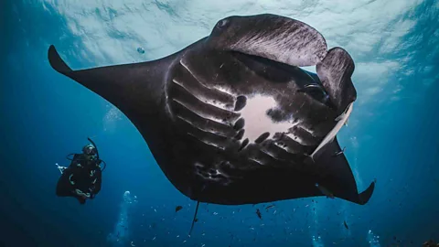 PADI The reefs off Okinawa are one of Japan's best places to observe manta rays up close (Credit: PADI)