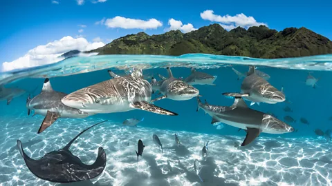 Grégory Lecoeur French Polynesia's clear lagoons and passes are among the world's best places to encounter sharks (Credit: Grégory Lecoeur)