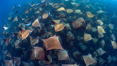 Jay Clue Each year, schools of mobula rays gather off Baja California Sur, turning its waters into one of North America's great underwater migrations (Credit: Jay Clue)
