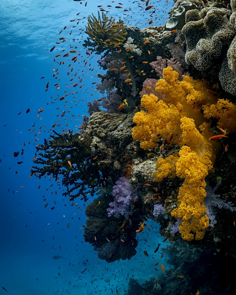 PADI Fiji's reefs are famous for their vivid soft corals, warm water and kaleidoscopic marine life (Credit: PADI)