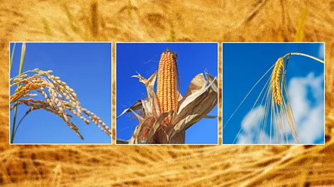 Serenity Strull/ Getty Images Rice, maize and wheat are the most common crops in modern diets and are the result of intensive selective breeding (Credit: Serenity Strull/ Getty Images)