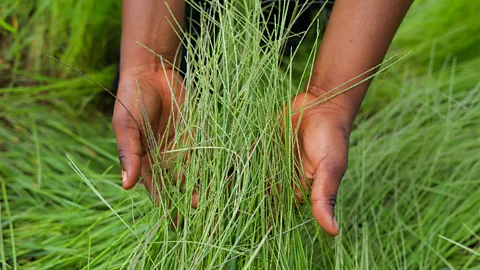 Getty Images A person's hands holding fonio stalks (Credit: Getty Images)