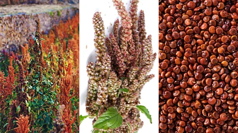 Getty Images Quinoa has been linked to improvements in blood sugar levels that could be beneficial to people at risk of diabetes (Credit: Getty Images)