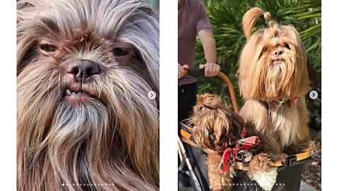 George the shih-tzu has become famous on Instagram due to his resemblance to Chewbacca from Star Wars
