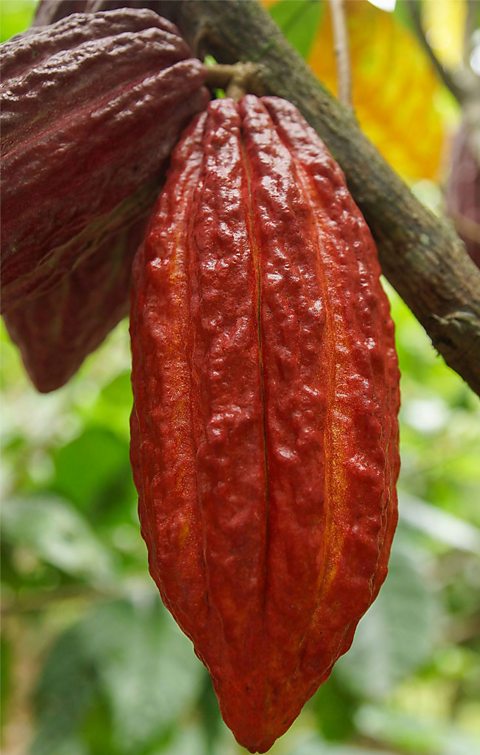 A red cocoa pod hanging from a theobroma tree.