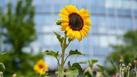 Alamy Sunflower growing in front of city building (Credit: Alamy)