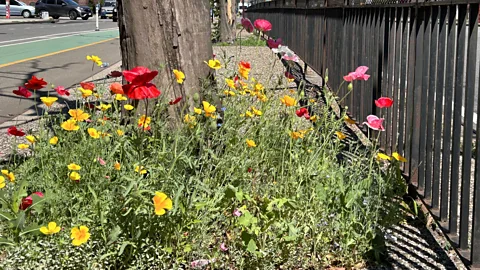 Getty Images Some species of wildflowers will quickly take advantage of available space on city streets (Credit: Getty Images)