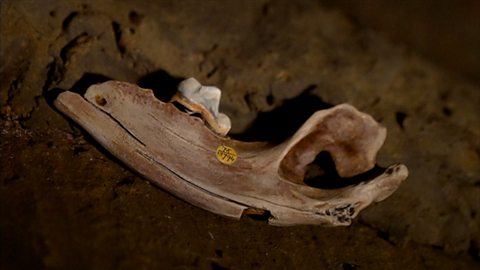 Dogs were man's best friend far earlier than thought 狗成为人类 “最佳伙伴” 的时间远早于早前认知