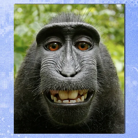 This monkey selfie will protect you from AI slop