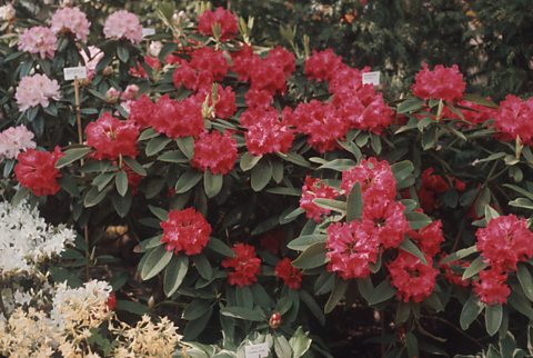 Two flowering rhododendron plants, one with red flowers and the other with pink.