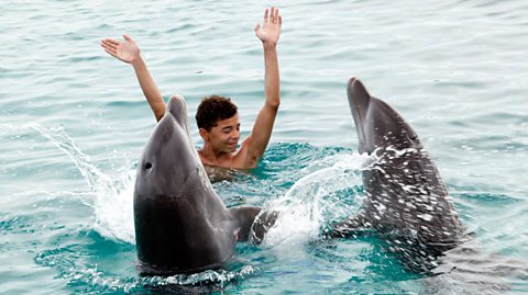 An image of a young man in the sea with two dolphins alongside him