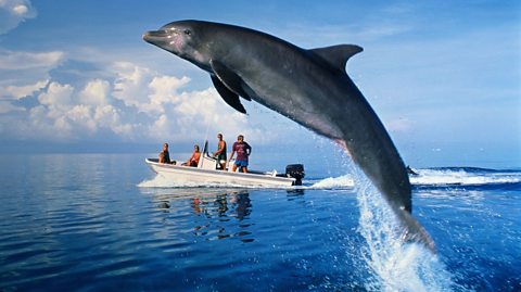 An image of a dolphin jumping out of the water near a small boat with four people on it