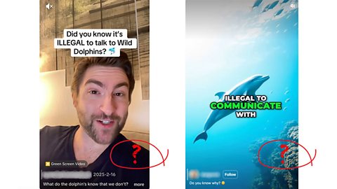 An image of two TikTok posts explaining that it is - apparently - illegal to talk to dolphins