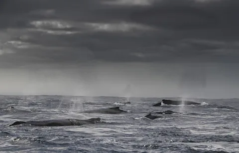 ChrisFallows.com A super-group of humpback whales at the surface (Credit: ChrisFallows.com)