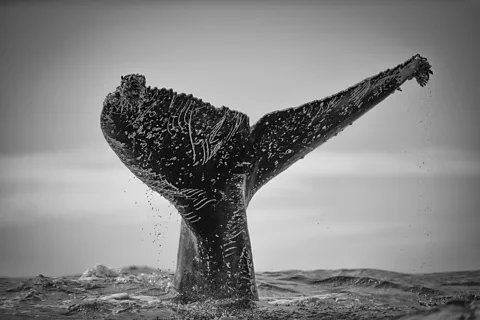 ChrisFallows.com The marks on a humpback's tail can tell the story of its life (Credit: ChrisFallows.com)