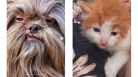 George the shih-tzu has become famous on Instagram due to his resemblance to Chewbacca from Star Wars - as has a kitten that looks just like Ed Sheeran