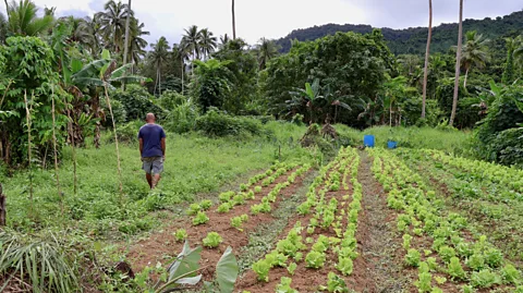 Frankie Adkins A man walks along a row of bright green crops, towards tree covered hilltops (Credit: Frankie Adkins)