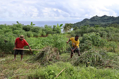 Frankie Adkins Fijian men harvesting reeds that will later be used to build traditional structures (Credit: Frankie Adkins)
