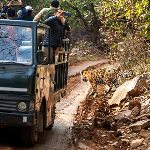 Alamy A truck full of tourists stands to take mobile phone photos of a tiger in the brush