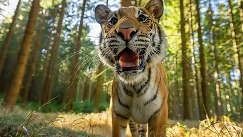 Alamy The new regulations may mean less sightings, but protecting the animals comes first (Credit: Alamy)