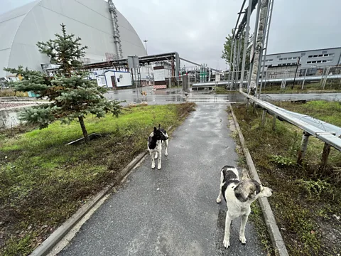 Timothy Mousseau/ CFF Feral dogs – descendants of pets abandoned around Chernobyl – now roam close to the containment shield where the devastated reactor is now housed (Credit: Timothy Mousseau/ CFF)