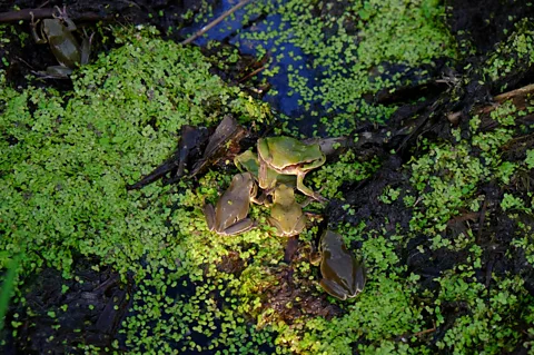 Germán Orizaola Some frogs in the Chernobyl contamination zone have darker skin, which has been proposed as an adaptation to the radiation in the environment (Credit: Germán Orizaola)