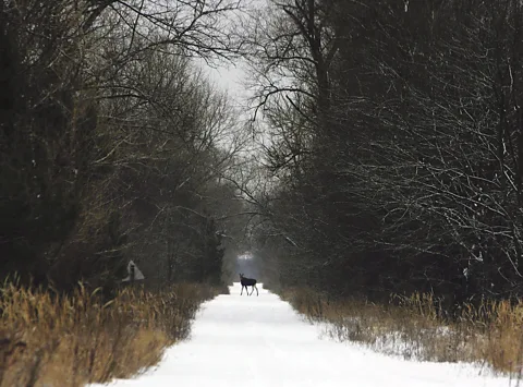 Getty Images Elk have been documented in growing numbers following the evacuation of humans from the exclusion zone around Chernobyl (Credit: Getty Images)