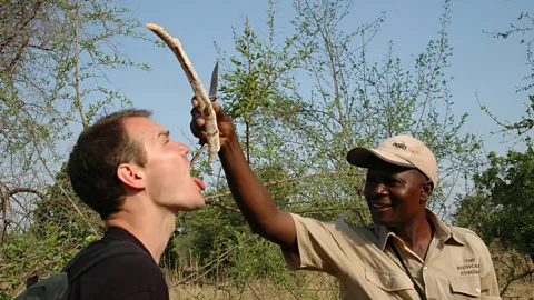 Alamy Zambian walking safari guides have deep knowledge of the terrain and species who live within (Credit: Alamy)