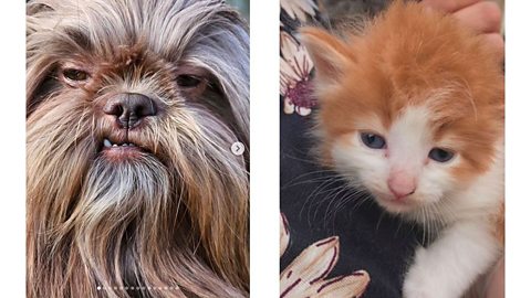 George the shih-tzu has become famous on Instagram due to his resemblance to Chewbacca from Star Wars - as has a kitten that looks just like Ed Sheeran