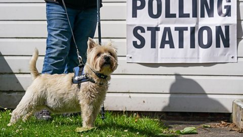 An image of a dog photographed outside a polling station during a UK election